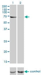 ABCF2 Antibody (clone 1D11)