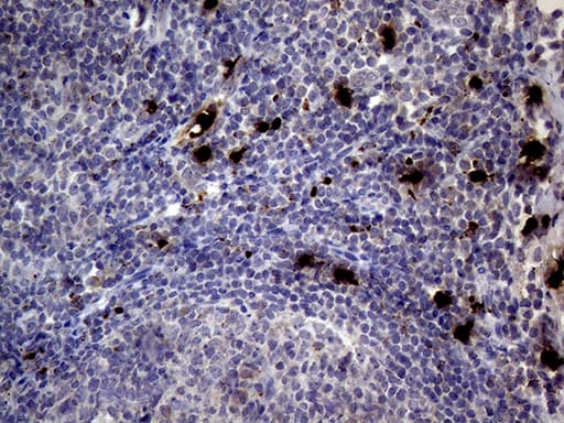 PRTN3 / Myeloblastin Antibody (aa28-248, clone OTI9C2)
