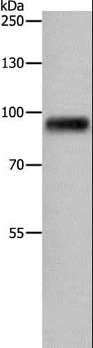 APLP1 / APLP-1 Antibody