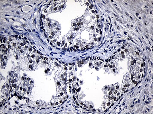 Monoclonal Mouse anti-Human ZKSCAN1 / ZNF36 Antibody (clone OTI2C9, IHC, WB)