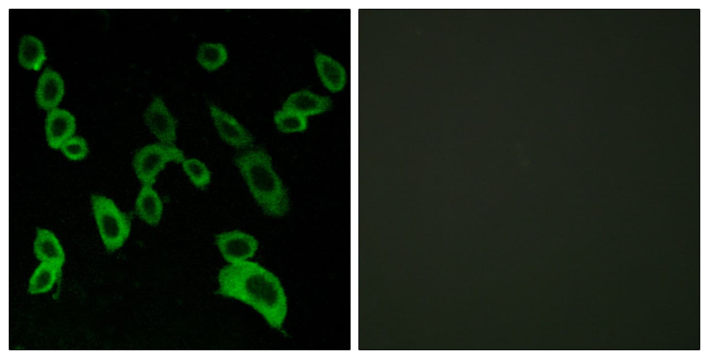 Polyclonal Rabbit anti-Human GPR139 Antibody (aa181-230, IF)