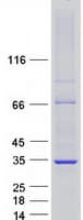 Human PHB / Prohibitin Protein (Recombinant Myc-DDK (Flag))