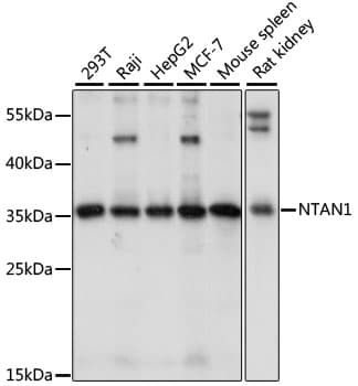 NTAN1 / PNAD Antibody