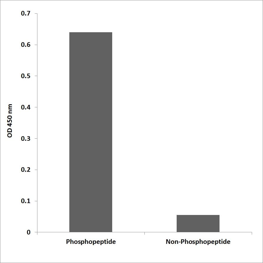 FOS / c-FOS Antibody (phospho-Thr325)