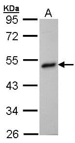 BHMT Antibody (aa199-406)