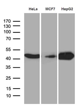 CNPase Antibody (clone OTI3C3)