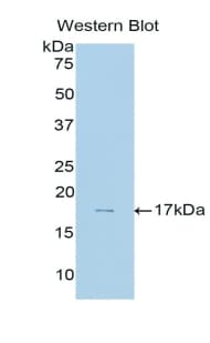 MME / CD10 Antibody (aa32-164, APC)