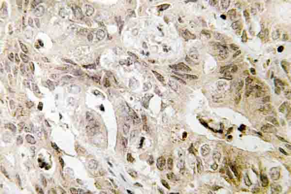 TAF5L Antibody (Glu323)