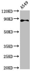 RXFP2 / LGR8 Antibody