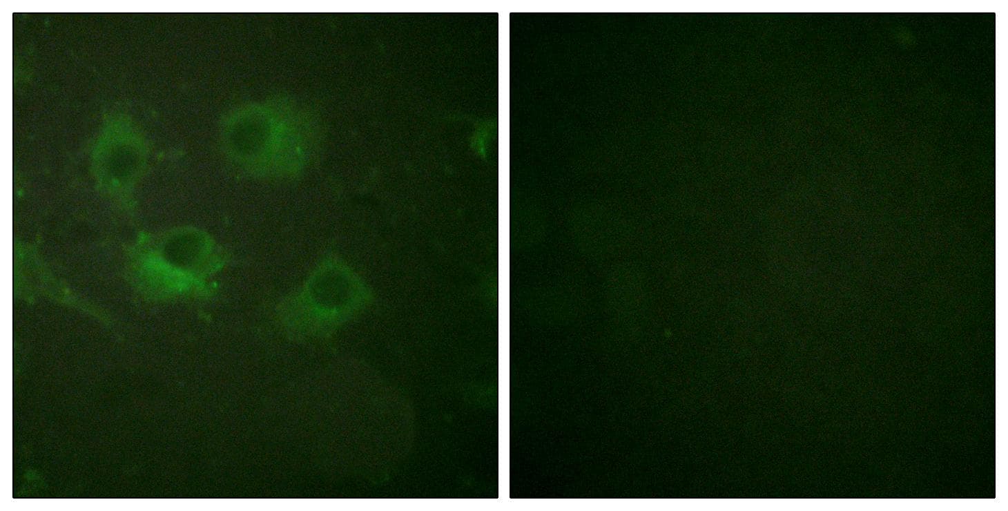 CLDN3 / Claudin 3 Antibody