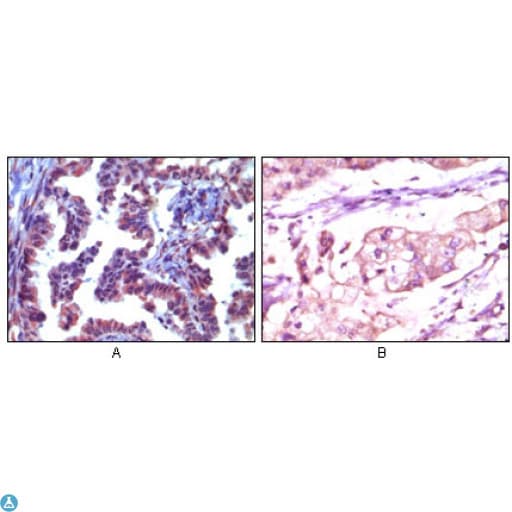 TRIM5 Antibody