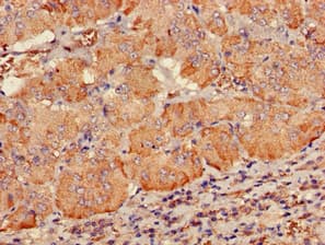 PDE2A Antibody