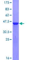 Human CFL2 / Cofilin 2 Protein (Recombinant GST)