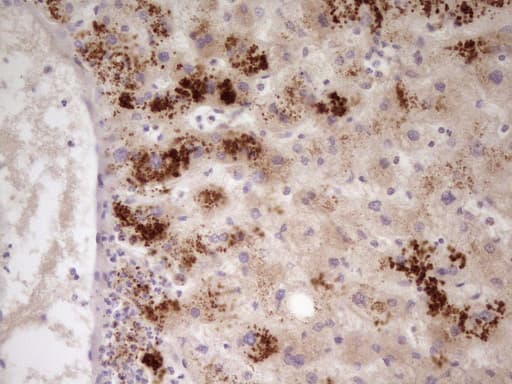 APOH / Apolipoprotein H Antibody (aa120-345, clone OTI4A11)