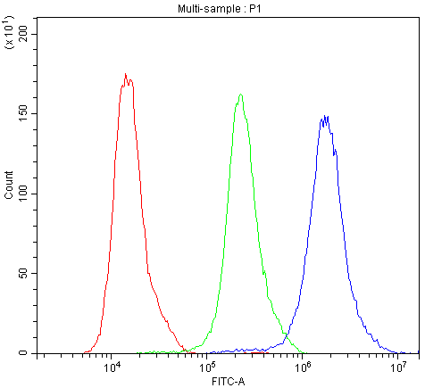 Polyclonal Rabbit anti-Human ATXN1 / SCA1 Antibody (aa778-808, IHC, WB)