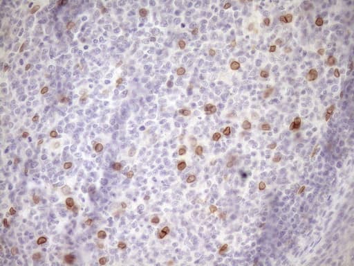 Monoclonal Mouse anti-Human MED15 / ARC105 Antibody (clone OTI1C11, Carrier-free, aa393-679, IHC, WB)