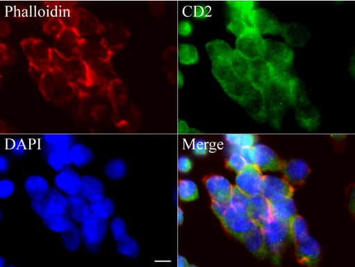 CD2 Antibody (clone UMAB6)