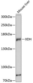 XDH / Xanthine Oxidase Antibody