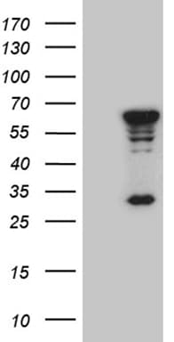 MNS1 Antibody (clone OTI1A9)