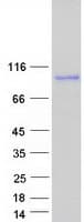 Human US01 / p115 Protein (Recombinant Myc-DDK (Flag))