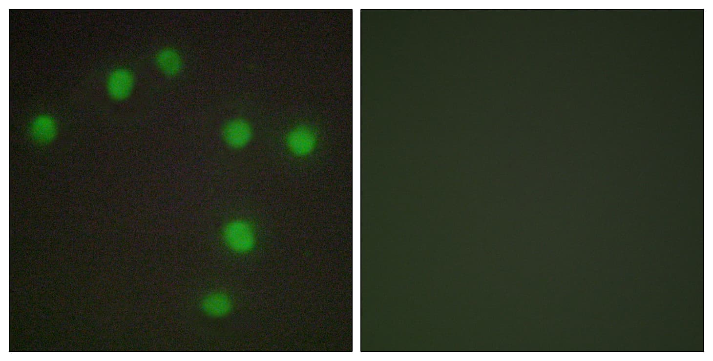 NKX6-3 Antibody (aa161-210)