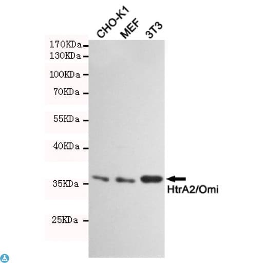HTRA2 / OMI Antibody