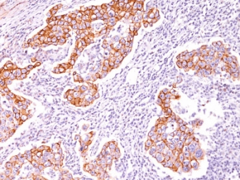 Phosphotyrosine Antibody (clone SPM102)