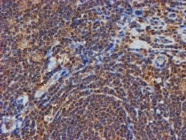 PSMB9 Antibody (clone OTI3H1)