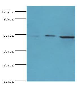 DDX39 Antibody (aa178-427)
