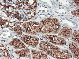 Monoclonal Mouse anti-Human ENPEP / Aminopeptidase A Antibody (clone OTI1D4, IHC, IF, WB)