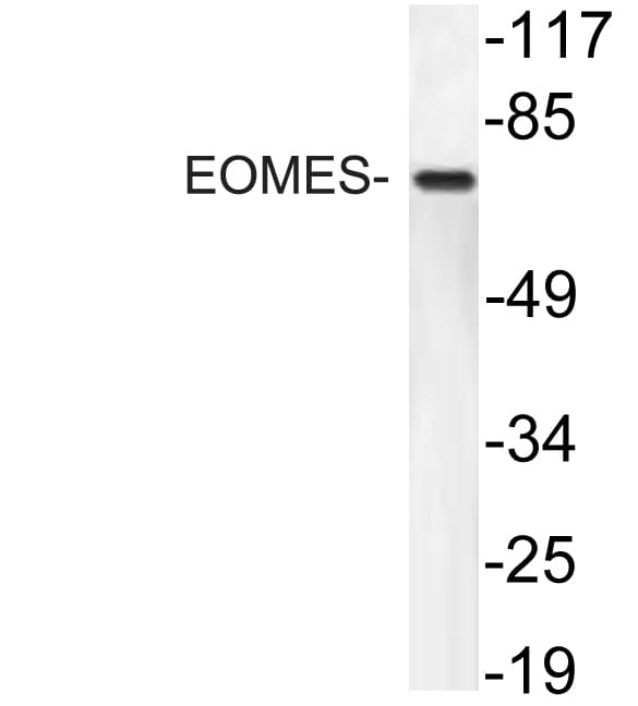 Eomesodermin / EOMES Antibody (aa59-108)