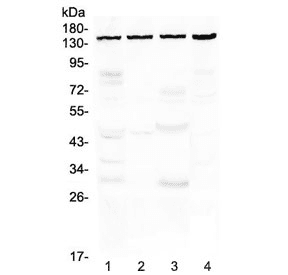 TRPC4 Antibody