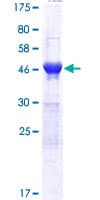 Human DDI2 Protein (Recombinant GST)