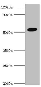 AEBP2 Antibody (aa248-517)