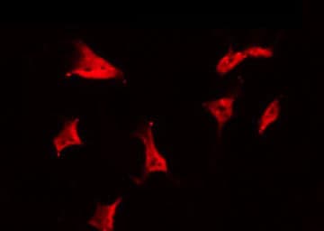 CIB3 Antibody