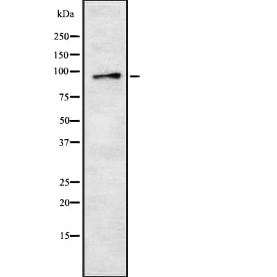 HSPA4 / APG-2 Antibody