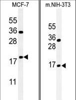 IHC-plus™ BTG1 Antibody (aa92-118)
