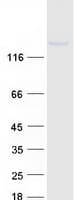 Human RGS3 Protein (Recombinant Myc-DDK (Flag))