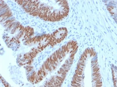 CDX2 Antibody (aa150-249, clone CDX2/2951R)