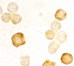 IHC-plus™ Polyclonal Rabbit anti-Human CFLAR / FLIP Antibody (IHC, IF, WB)