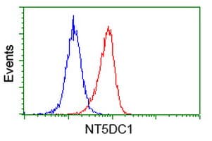 NT5DC1 Antibody (clone OTI1B1)