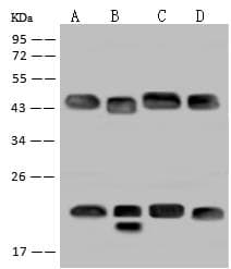 FKBPL Antibody