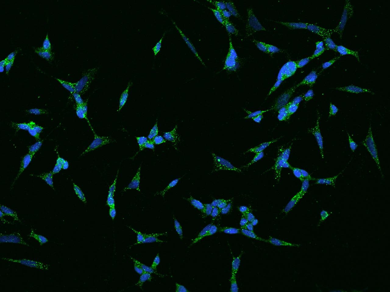 CNTN1 / gp135 / Contactin 1 Antibody