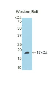 SLIT3 Antibody (aa1405-1512)