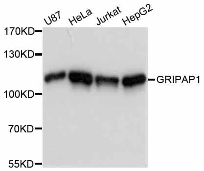 GRIPAP1 / GRASP1 Antibody