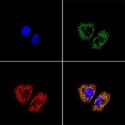 IHC-plus™ MtTFA / TFAM Antibody (clone 18G102B2E11)