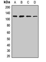 NEDD4 Antibody