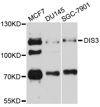 DIS3 Antibody