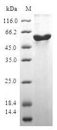 Human BOULE / BOLL Protein (Recombinant GST, N-terminus)