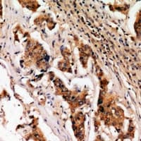 ATPIF1 / ATPI Antibody